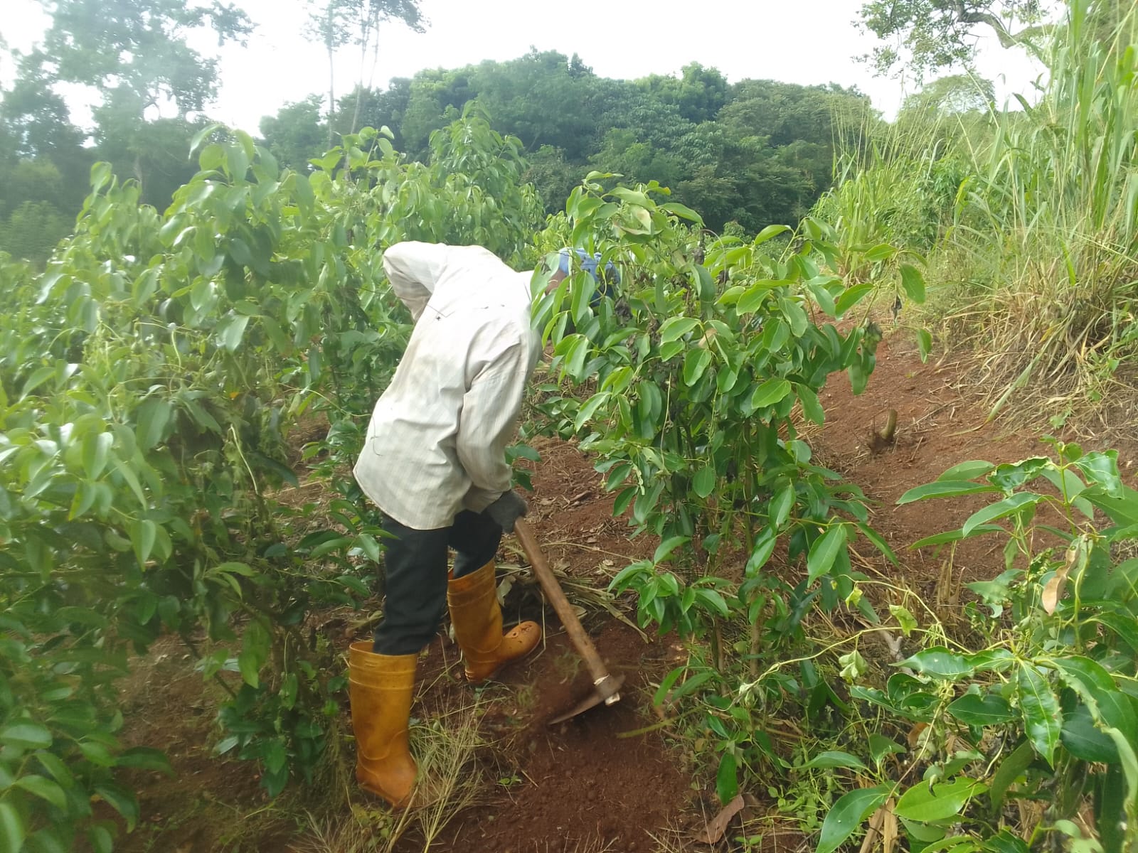 Assorted Sri Lankan spices 1
