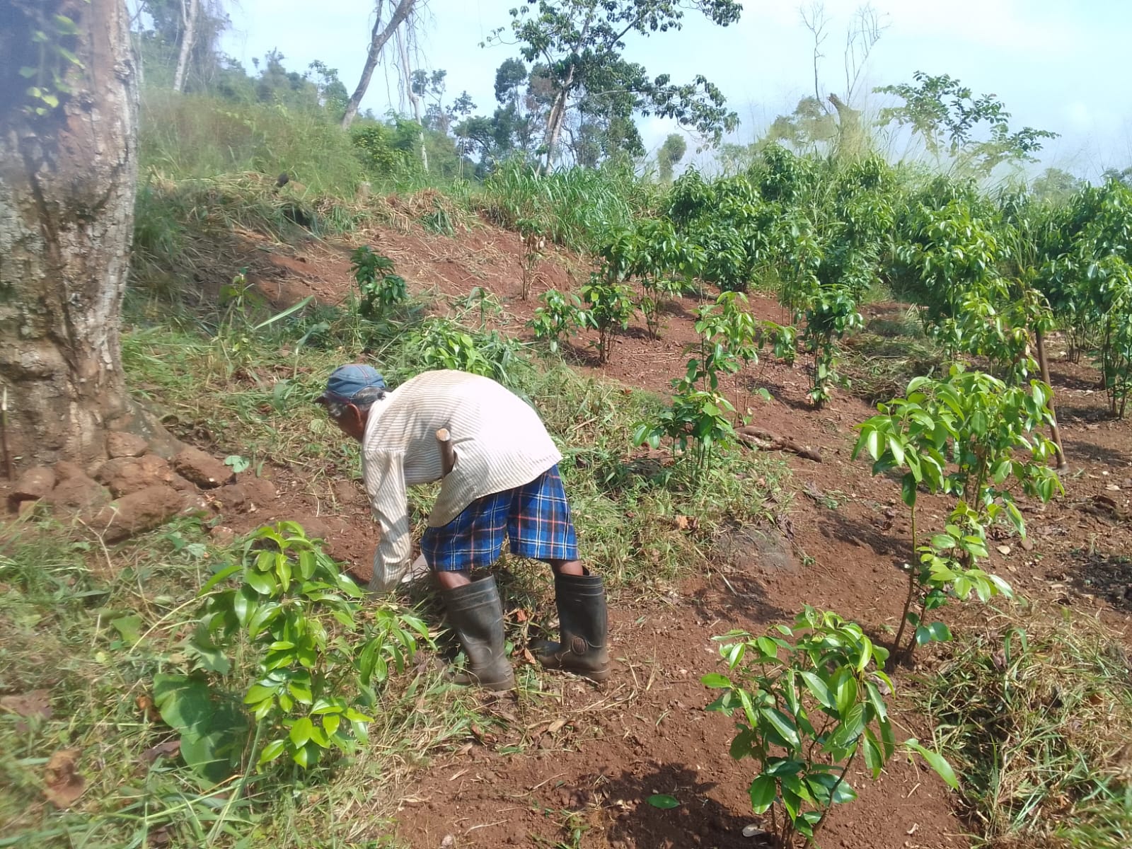 Assorted Sri Lankan spices 3